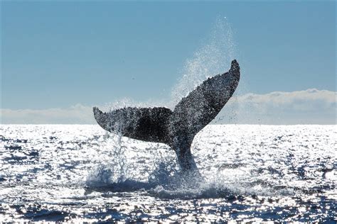 Whales tale - Whales slap their tails to communicate, warn away predators or other males, and impress a potential mate. Different species of whale lobtail differently. Humpback whales will lobtail repeatedly. They will often raise their tail back and forth to slap the water. In most cases, they will stop to take a breath before continuing.